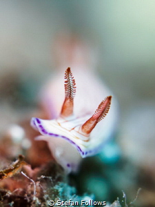 Should I Stay or Should I Go Now ... ? Nudibranch - Hypse... by Stefan Follows 
